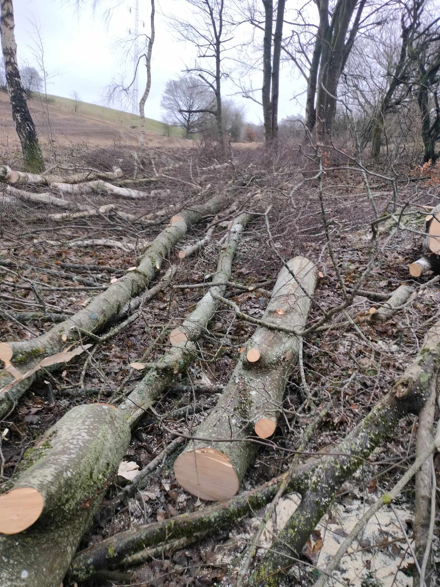 Grønt areal med nyslået græs efter vedligehold