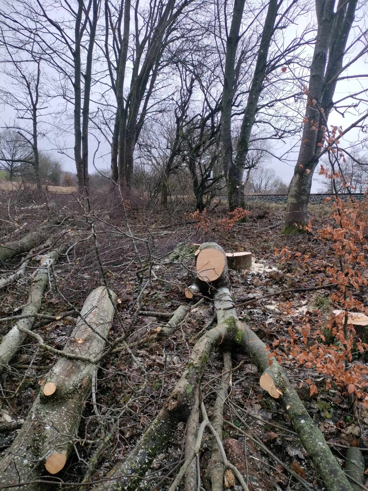 Nyplantet hæk og bed langs græsplæne