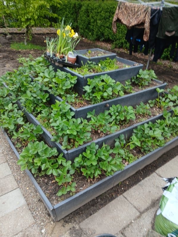 Nyplantede planter i et frisk anlagt bed